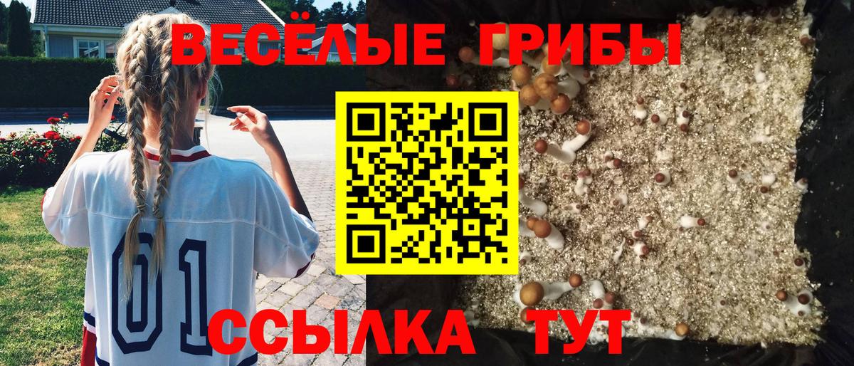 Галлюциногенные грибы GOLDEN TEACHER  как найти закладки  Сальск  Вход с VPN 